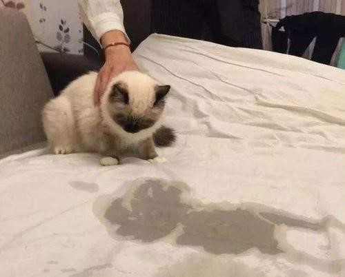 貓奴請進來 通過這幾個行為 讓你秒懂喵大爺的心理