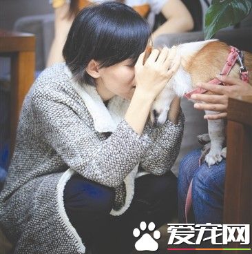 患癌遠赴成都 親自送養愛犬