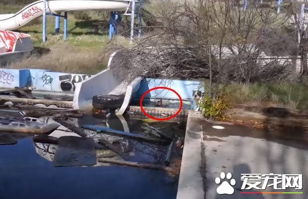 男子在廢棄樂園探險拍片 偶遇二狗意外成救狗英雄