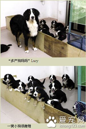 英雄伯恩山犬媽媽一胎生下11只小崽