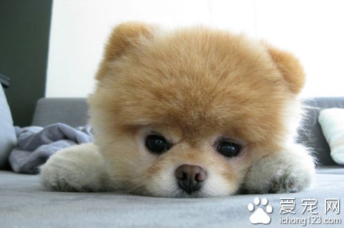  網上最紅寵物明星 博美狗“Boo”以1600多萬粉絲人數奪魁。