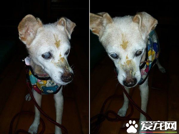 汪星人被喵大人吐了滿臉求救 主人傻眼笑噴