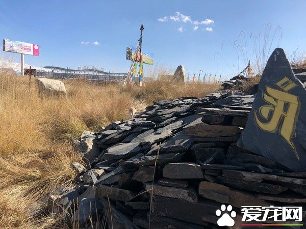 要是再不走一定走不了 旅途偶遇親人貓咪不舍離開