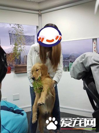 採花賊！調皮阿金采花被馬麻抓包模樣超可愛