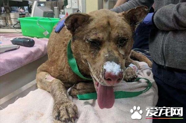 北加州坎普野火哈士奇被燒傷嚴重 家人依靠項圈認出