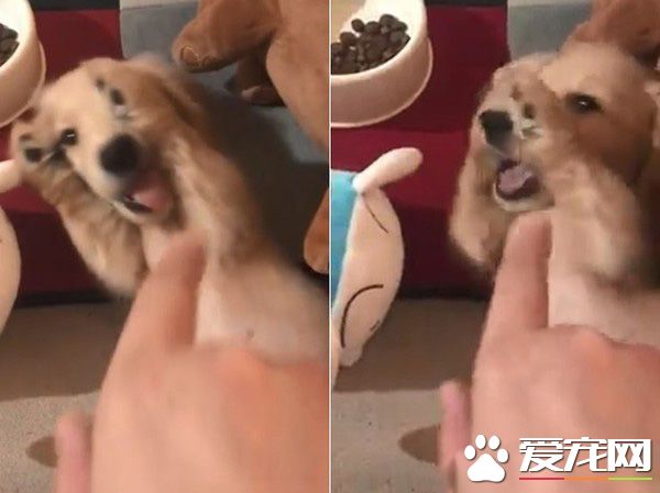 萌狗被罵小壞蛋便會投降 耍賴萌樣讓主人氣消