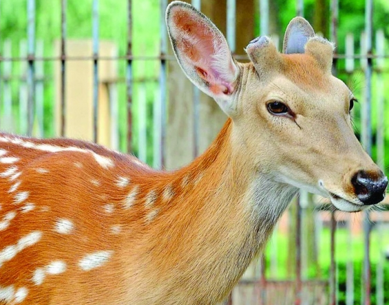 蘭州市動物園的飼養員當著游客面割鹿角