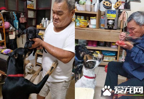 滿嘴說討厭狗的爸爸 如今卻是最愛狗狗的