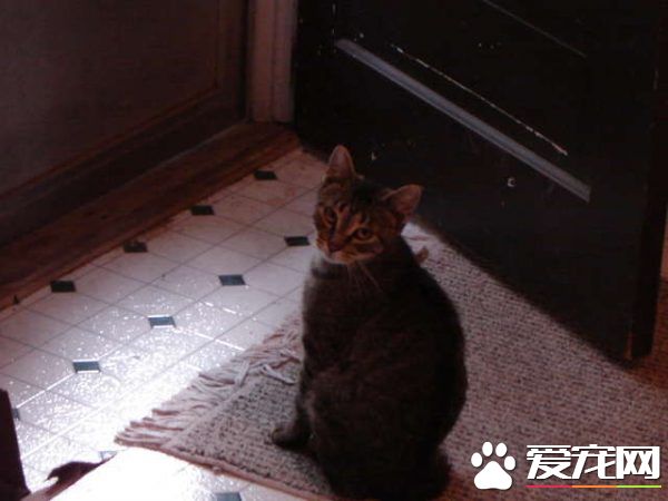 超另類湖邊貓咪 愛和主人一同游湖超級愜意！