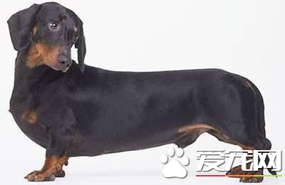 寵物臘腸犬