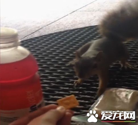 搶食不屑小餅干 小松鼠光速搶走巨型三明治