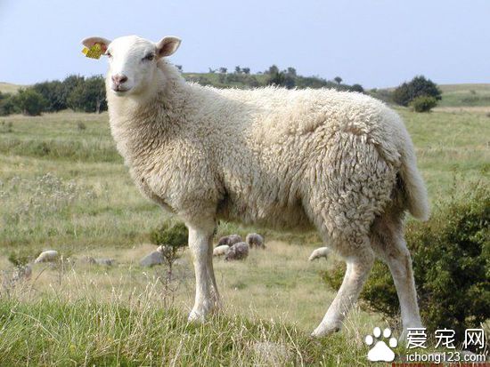 父子三人過去都在同一個地方因經營羊妓院被捕