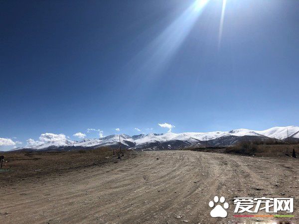 要是再不走一定走不了 旅途偶遇親人貓咪不舍離開