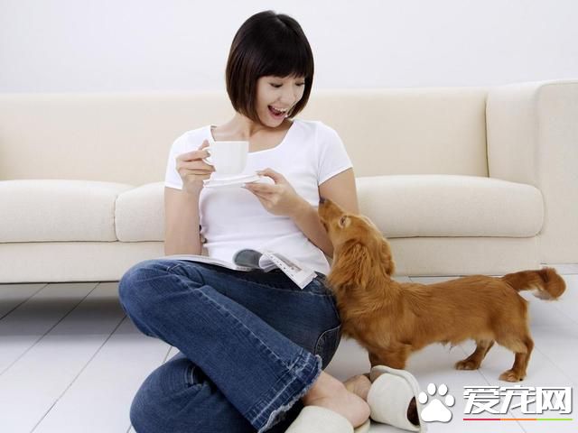 針對懶惰鏟屎官的壞毛病,這四款寵物最為適合,哈士奇專治懶癌!