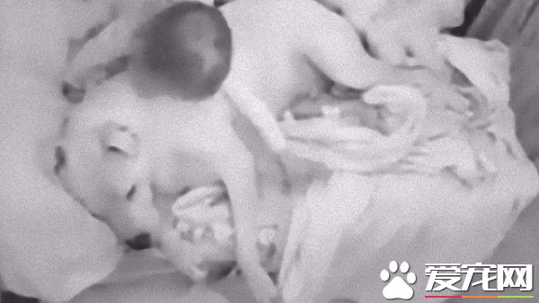 小主人幫狗狗蓋被子 一人一狗之間感情超好!