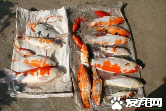 水族館700條魚離奇死亡 店主疑有人投毒