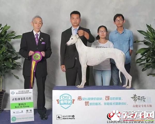 聊城95后夫妻返鄉飼養寵物狗 年入150余萬助力鄉村振興
