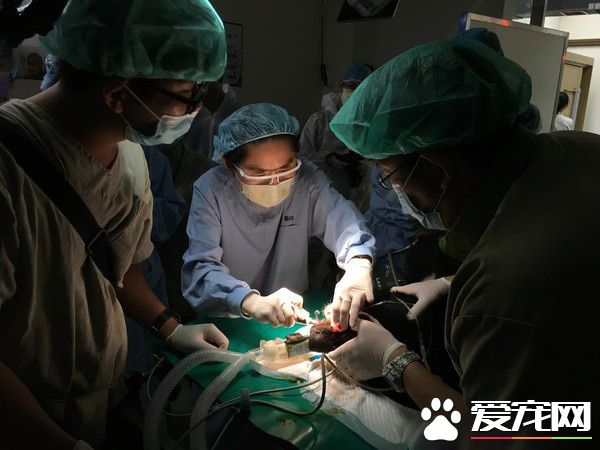 母熊牙疼無法吞食 兩次求救幸被研究人員發現！