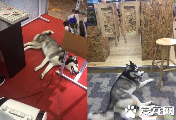 汪自動進店吹冷氣 怎么拖都一臉我不走的大爺臉