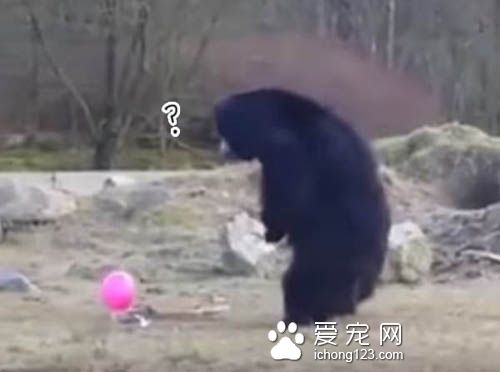 熊熊們像孩子一樣追著球跑，模樣超可愛