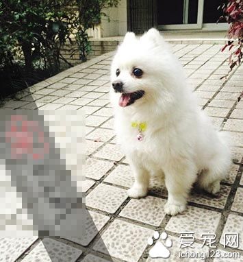 2歲博美犬走丟 婆婆非常傷心愿意現金酬謝歸還者