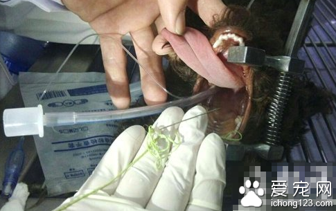 泰迪犬誤食縫衣針 醫生成功將縫衣針取出