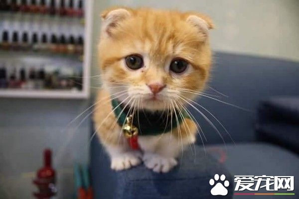 這段期間你到底發生什么事 萌貓長大變討債老大