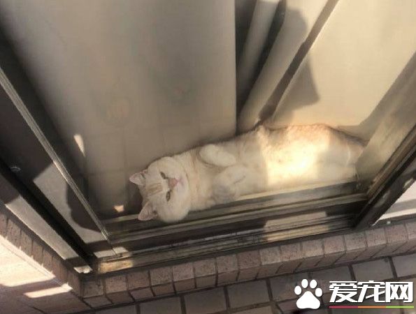 陽臺怎么卡一條吐司？原來是只胖喵在曬太陽
