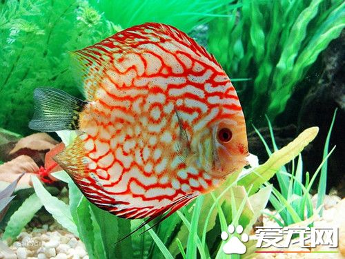 七彩神仙魚的品種 四種常見的七彩神仙魚