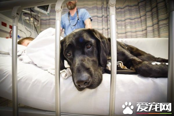 自閉癥男孩的忠心服務犬 住院檢查也要緊緊守候