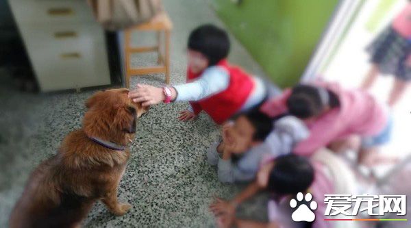浪浪變身校園明星犬 每天都要辦粉絲見面會