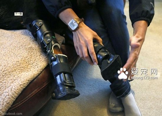 因腳掌嚴重凍傷被截除腳掌的羅威納犬被套上機械腳掌