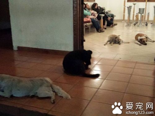 善良婦人多年收養流浪狗 死前狗狗均來送別