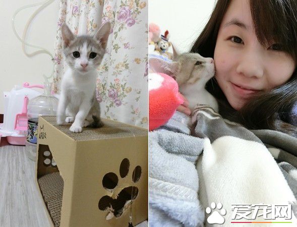 玩球投入得整只貓翻肚 躺下不到3秒鐘瞬間關機