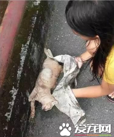 路上遇到流浪貓的尸體 小朋友溫暖地安葬了它