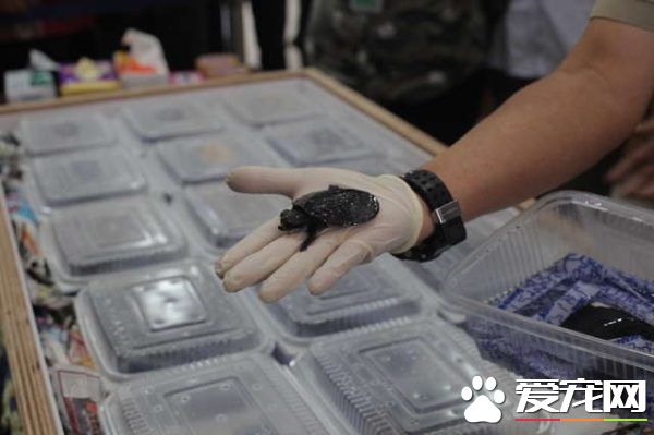 香港海關破獲走私豬鼻龜 在各界人士和政府努力下已遣送回返
