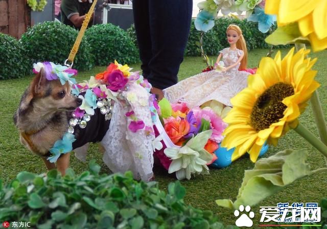 菲律賓寵物節的寵物時裝秀