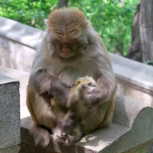 花果山一母猴懷抱死去幼崽  不忍拋棄