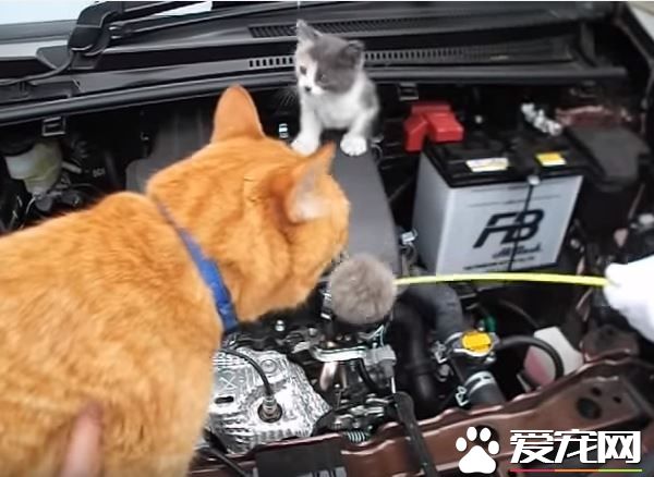 小貓誤入汽車引擎取暖 幸得橘貓呼喚有驚無險