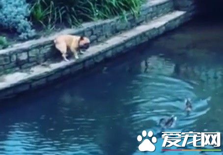 看見鴨子掉水里 法斗狂奔救援變落湯雞