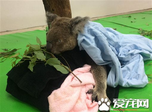 無尾熊派翠克 高齡19歲離世