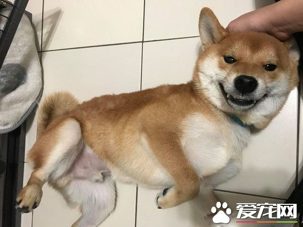 汪星人不僅想要騎大車載妹仔 還要模彷家人偷穿鞋子