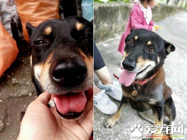 阿婆過世 米克斯依舊守護無人居住房子