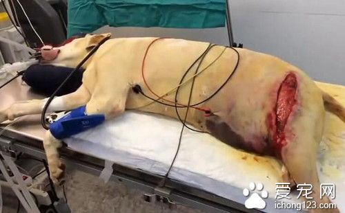 狗狗的腿部被人砍了大口子 這種場景讓人發指