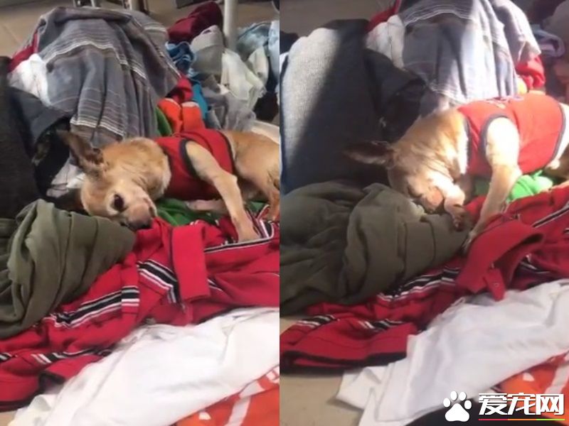 再現忠犬八公  主人去世多年它依然無法忘懷
