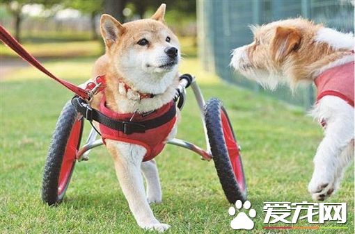 失去雙肢不放棄 柴犬靠輪椅繼續奔跑