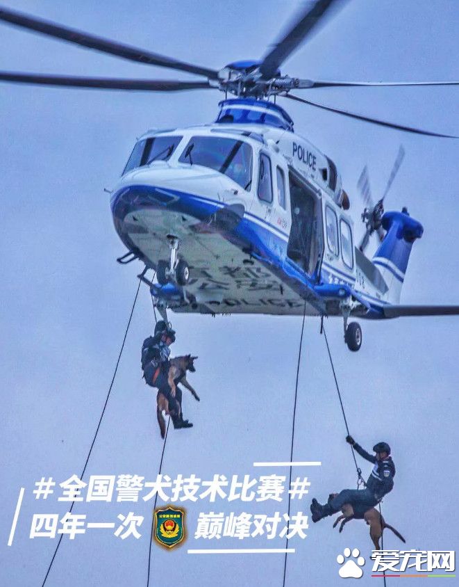 小黑警犬眉眼間橫貼ok蹦 堅定小表情萌翻網友