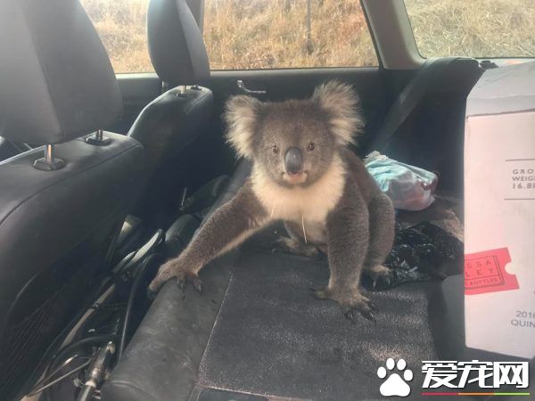 無尾熊和狗狗大眼瞪小眼 超爽冷氣霸車不想走