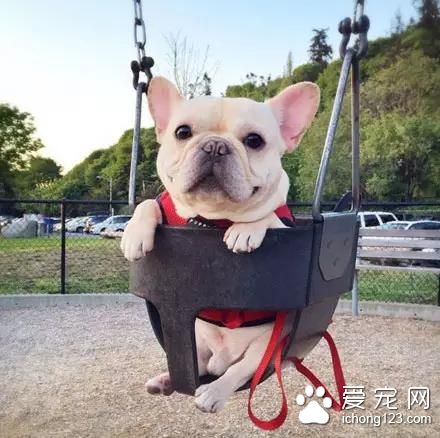 一只超萌的斗牛犬，看完保證讓你開心一天！