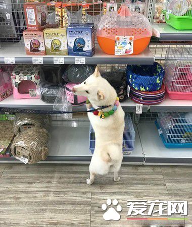 白柴寵物店門口耍賴 要和老鼠們告別才愿意回家